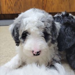 Diamond - Merle female Bernedoodle puppy in Shelton, Washington from NW Bernedoodles of Washington