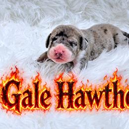 Gale - Mantle merle male Great Dane puppy in Montgomery, Texas from KD Sweet Southern Danes