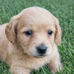 Julia - Red female Dachshund puppy in Salem, Oregon from Longdox Mini Dachshunds