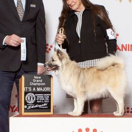 Thora - Icelandic Sheepdog