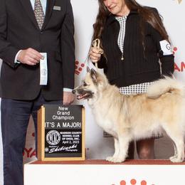Thora - Icelandic Sheepdog