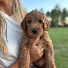 Tootsie - Red  female Goldendoodle puppy in Umatilla, Florida from Darling Doodles
