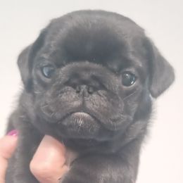 ARI - Black Pug puppy in Oregon from Azalea Pugs