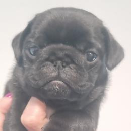 ARI - Black Pug puppy in Oregon from Azalea Pugs