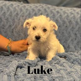West Highland White Terrier Puppies from Amazing Grace Westies