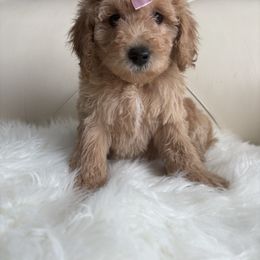 Zuzy - Apricot female Goldendoodle puppy in Davie, Florida from Daviegoldendoodles