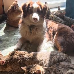 Yogurt - Miniature American Shepherd