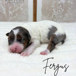 Fergus - Blue merle male Bernedoodle puppy in Austin, Texas from Boutique Bernedoodles & Co.