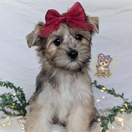 Bramble - Merle female Morkie puppy in Barren Springs, Virginia from Seeking Shalom Acres Maltese, Maltipoos & Havamalts