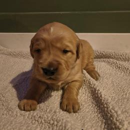 Dasher - Golden male Golden Retriever puppy in Tenino, Washington from Oak River Goldens'