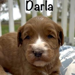 Darla - Caramel red female Australian Labradoodle puppy in Riverside, California from Sycamore Canyon Labradoodle