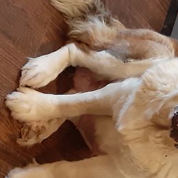 Ellie - Saint Bernard