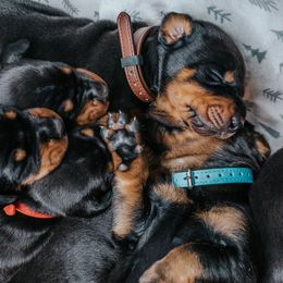 Doberman Pinscher Puppies from Defensive Dobermans