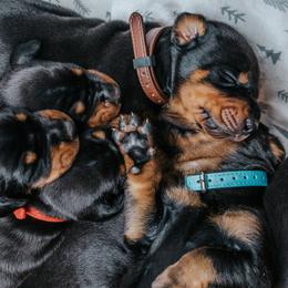 Doberman Pinscher Puppies from Defensive Dobermans