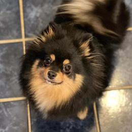June - Pomeranian