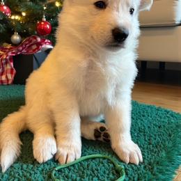 Green Collar  (Maurice) - White male Berger Blanc Suisse puppy in Rice Lake, Wisconsin from Windswept White Swiss Shepherds