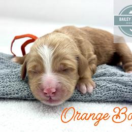 Orange Boy - Red  male Goldendoodle puppy in Travelers Rest, South Carolina from Bailey Mountain Doodles