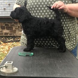 Portuguese Water Dog Puppies from Presidio PWDs