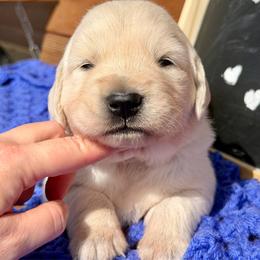 Nova - Light golden male Golden Retriever puppy in Doniphan, Missouri from Stockford’s Golden Retrievers