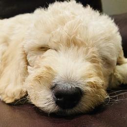 Labradoodle Puppies from Dog Paw Doodles