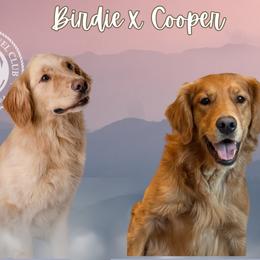 Golden Retriever puppies from Mountain Reign Golden Retrievers