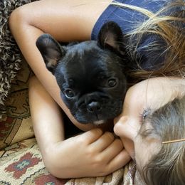 Boston Terrier and French Bulldog Puppies from High Plains