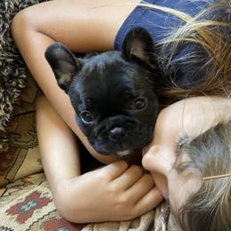 Boston Terrier and French Bulldog Puppies from High Plains