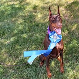 Doberman Pinschers and Miniature Bull Terriers from Protea Kennel
