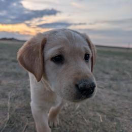 Brown Male - Yellow male Labrador Retriever puppy in Briggsdale, Colorado from LC Hunting Labs, LLC.
