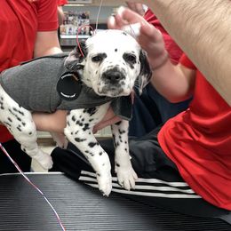 "BAER testing" Dalmatian Puppies from Blue Moon Dalmatians