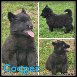 Cooper - Black and white male Siberian Husky puppy in Merrill, Michigan from Haase Family Kennels