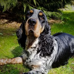 Audrey - English Springer Spaniel
