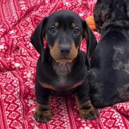 Chip - No Mark Black and Tan Male - Black and tan male Dachshund puppy in Red Bud, Illinois from Midwest Miniature Dachshunds