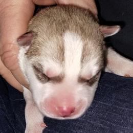 Raelynn - Red and white female Siberian Husky puppy in Heppner, Oregon from Yuki Ookami Show Kennel