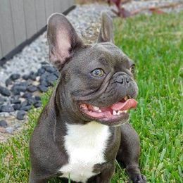 Dublin - French Bulldog
