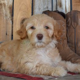 Moe - Apricot male Goldendoodle puppy in Macedon, New York from Toodles Goldendoodles
