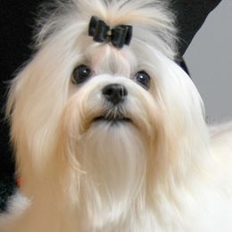Maltese from MaltaAngel