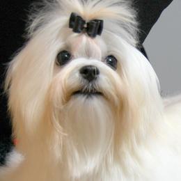 Maltese from MaltaAngel