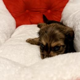 Bean - Red male Dachshund puppy in Nampa, Idaho from 208 Wiener Wiggle Butts LLC