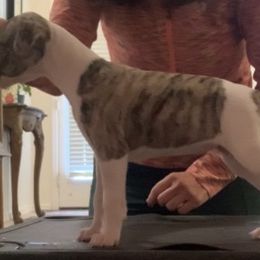 Whippet Puppies from Charis Whippets