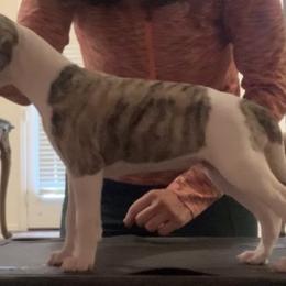 Whippet Puppies from Charis Whippets