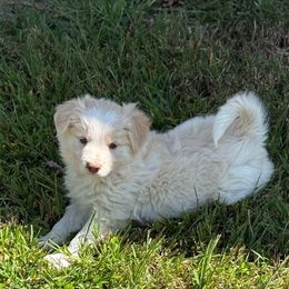 Violet - White and gold female Border Collie puppy in Hopedale, Ohio from Whipple Family Farms