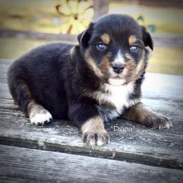 Diana - Black tri female Miniature Australian Shepherd puppy in Evant, Texas from Lazy VT Bar Ranch