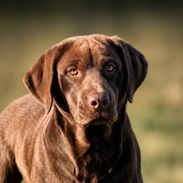 KOBE - Labrador Retriever