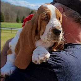 Basset Hound Puppies from Double Branch Basset Hounds