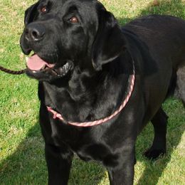 Labrador Retrievers and Pomeranians from Pomadors