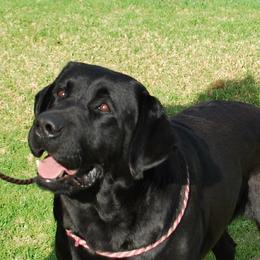 Labrador Retrievers and Pomeranians from Pomadors