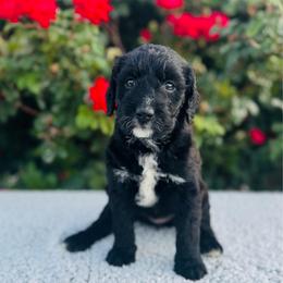 Flower - Black female Labradoodle puppy in Elizabeth City, North Carolina from Howdy Doodles