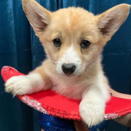 Lava Girl - Red female Pembroke Welsh Corgi puppy in Delton, Michigan from CorGizmo