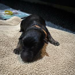 Canyon - Black and tan male German Shepherd puppy in Barnhart, Missouri from Combat Creek German Shepherds